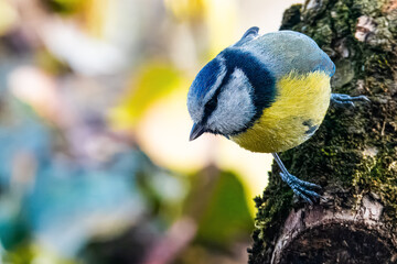 Una cinciarella (Cyanistes caeruleus) appollaiata su un ramo di melo cerca insetti da mangiare.