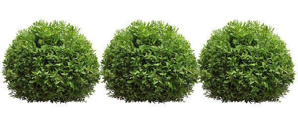 3 bushes of round shape isolated on a transparent background PNG 