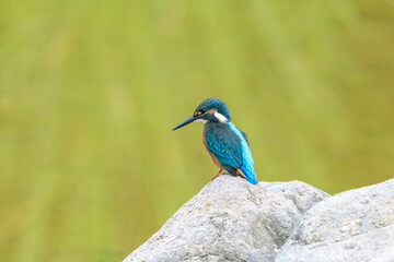 A Vibrant Kingfisher Perched on a Rock with Its Catch in a Serene River Setting. Summerbird Sitting on a Rock by a Stream, Haman-gun Park Forest, South Gyeongsang Province, South Korea