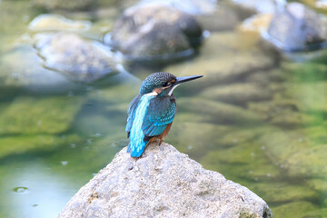 A Vibrant Kingfisher Perched on a Rock with Its Catch in a Serene River Setting. Summerbird Sitting on a Rock by a Stream, Haman-gun Park Forest, South Gyeongsang Province, South Korea