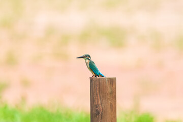A Kingfisher Resting on a Tree Branch, Surrounded by Lush Green Foliage in Its Natural Habitat. Summerbird Sitting on Tree branches in Park Forest, Haman-gun, South Gyeongsang Province, South Korea