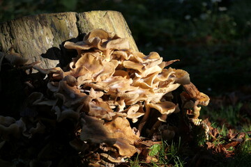 Fungi on tree