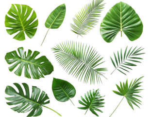  A collection of tropical palm leaves in various shapes and sizes, arranged on a transparent background PNG
