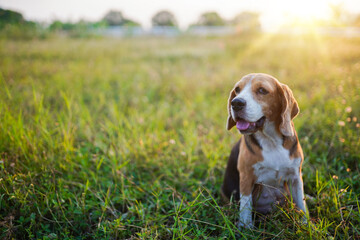 A Cute Beagle Sitting on The Grass Field in a Relaxed Outdoor Setting Covered by Golden Sunlight