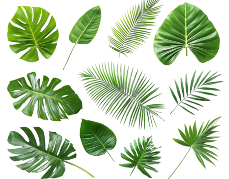 A collection of tropical palm leaves in various shapes and sizes, arranged on a transparent background PNG