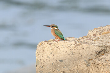 A Vibrant Kingfisher Perched on a Rock with Its Catch in a Serene River Setting. Summerbird Sitting on a Rock by a Stream, Haman-gun Park Forest, South Gyeongsang Province, South Korea