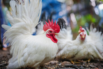 Thai White Bantam Chickens, Rooster and Hen in a Farm Setting with Vibrant Details