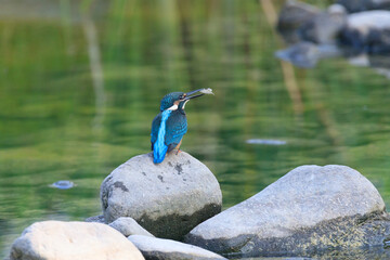 A Vibrant Kingfisher Perched on a Rock with Its Catch in a Serene River Setting. Summerbird Sitting on a Rock by a Stream, Haman-gun Park Forest, South Gyeongsang Province, South Korea