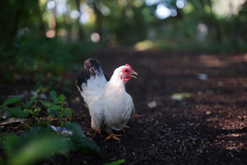Thai White Bantam Chicken in Natural Woodland Environment with Sunlight and Greenery