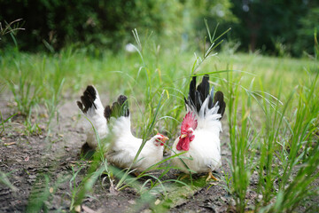 Close-Up of  White Rooster Bantam Chickens in a Natural Outdoor Setting