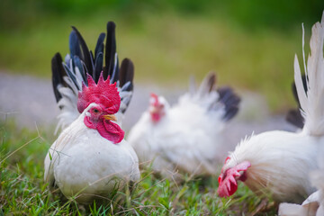 Chickens Foraging on Green Grass in a Rural Outdoor Setting