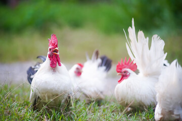 Chickens Foraging on Green Grass in a Rural Outdoor Setting