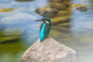 A Vibrant Kingfisher Perched on a Rock with Its Catch in a Serene River Setting. Summerbird Sitting on a Rock by a Stream, Haman-gun Park Forest, South Gyeongsang Province, South Korea