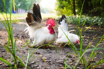Thai White Bantam Chickens Foraging on Green Grass in a Rural Outdoor Setting