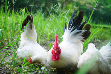 Close-Up of  White Rooster Bantam Chickens in a Natural Outdoor Setting