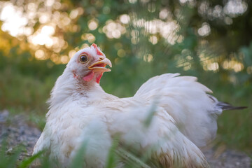 Portrait of a Thai White Bantam Chicken with Natural Green Bokeh Background