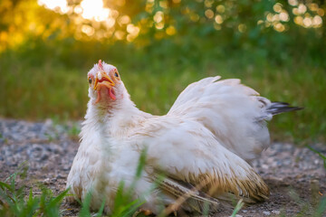 Portrait of a Thai White Bantam Chicken with Natural Green Bokeh Background