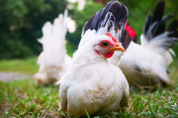Portrait of a  Thai White Bantam Chicken Resting on Green Grass Outdoors