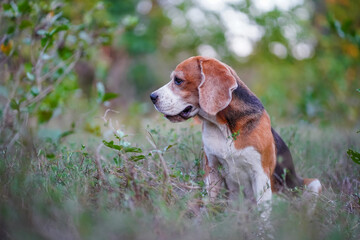 Beagle Dog Sitting Amidst Lush Green Grass in a Natural Outdoor Setting