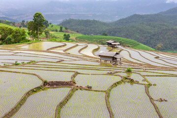 Green rice terraces at Ban Pa Bong Piang and farmer's huts at the beginning of the mid-year rice...