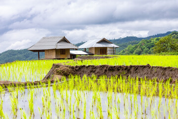 Green rice terraces at Ban Pa Bong Piang and farmer's huts at the beginning of the mid-year rice...