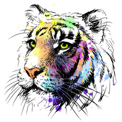 Sketch, graphic, color portrait of a tiger in watercolor style.