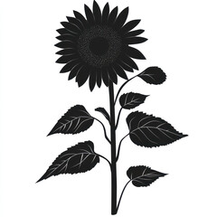 Fototapeta premium set of sunflower