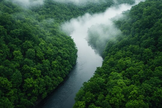 Lush green forest surrounds winding river, shrouded in soft mist