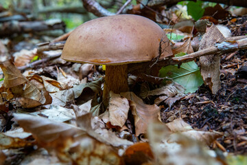 grzyb w lesie © Michał.S-FOTO