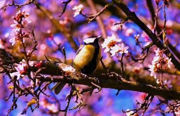 Cute yellow bird standing on cherry blossom branch in springtime
