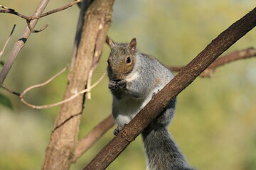 squirrel on a tree
