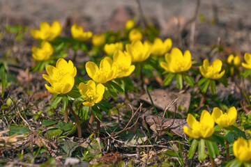 Beautiful yellow flowers of Eranthis hyemalis, the winter aconite. The first spring flowers.