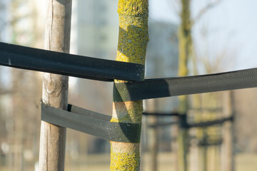 Young trees supported by wooden stakes and black straps.