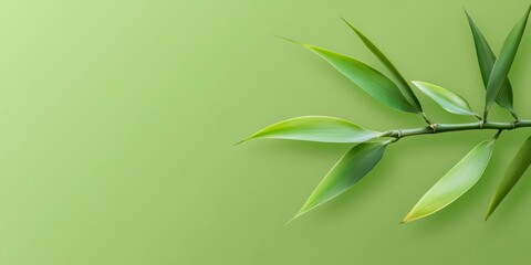 Fototapeta premium Lush green bamboo leaves create a tranquil natural backdrop on a vibrant green background.