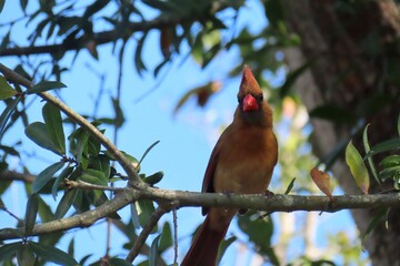 Female cardinal bird on tree branch in Florida nature
