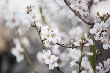 Obraz premium Bee gathers nectar from white flower cherry among lush green leaves and delicate blossoms. Serene springtime moment, emphasizing connection between bees and flowers. Selective focus. Defocus