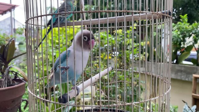Close up video of lovebird in a cage as pet. Concept world animal day