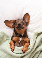A cute dachshund dog sleeps on a white bed covered with a green blanket