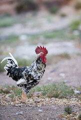 A rooster stands on a grassy field with a white body, brown speckles, and a prominent red comb and wattle, against a blurred garden background