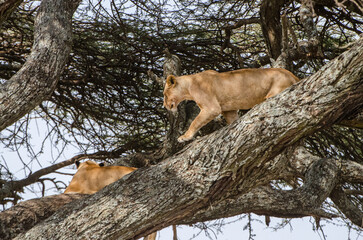 lionne dans les arbres dans le parc Serengeti en Tanzanie