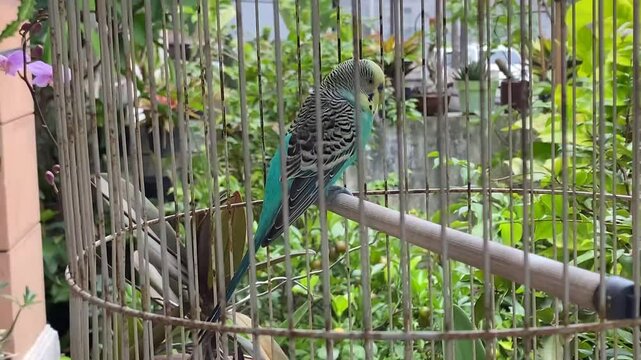 Close up video of lovebird in a cage as pet. Concept world animal day