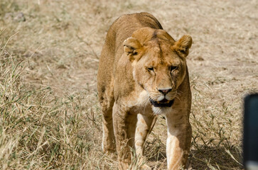lionne dans le parc Serengeti en Tanzanie
