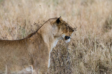 lionne dans le parc Serengeti en Tanzanie