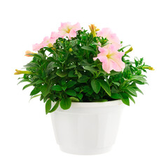 Bouquet of flowers petunia in a pot.