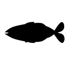 vector silhouette of a fish