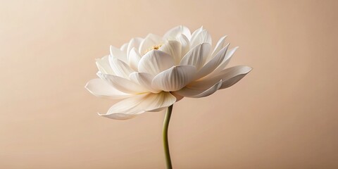 Obraz premium Minimalist Pure Life: Simple White Flowers on Beige Background