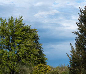 Dark blue cloudy sky before a storm, along the right edge are coniferous tree branches and along the left a large pear tree; selective focus.