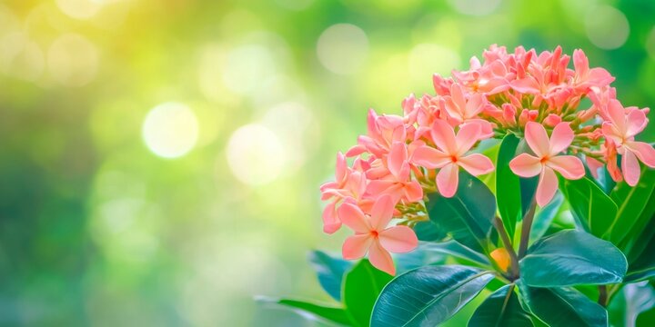 Delicate pink Kopsia fruticosa flowers bloom in a vibrant tropical garden bathed in soft sunlight.