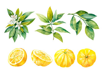 Set of yuzu bright juicy fruit watercolor illustration elements isolated on white background