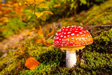 Fliegenpilz, Oberstdorf, Bayern, Deutschland